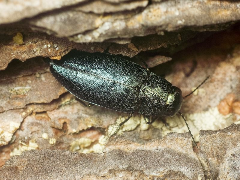 Phaenops cyaneus (Fabricius, 1775)